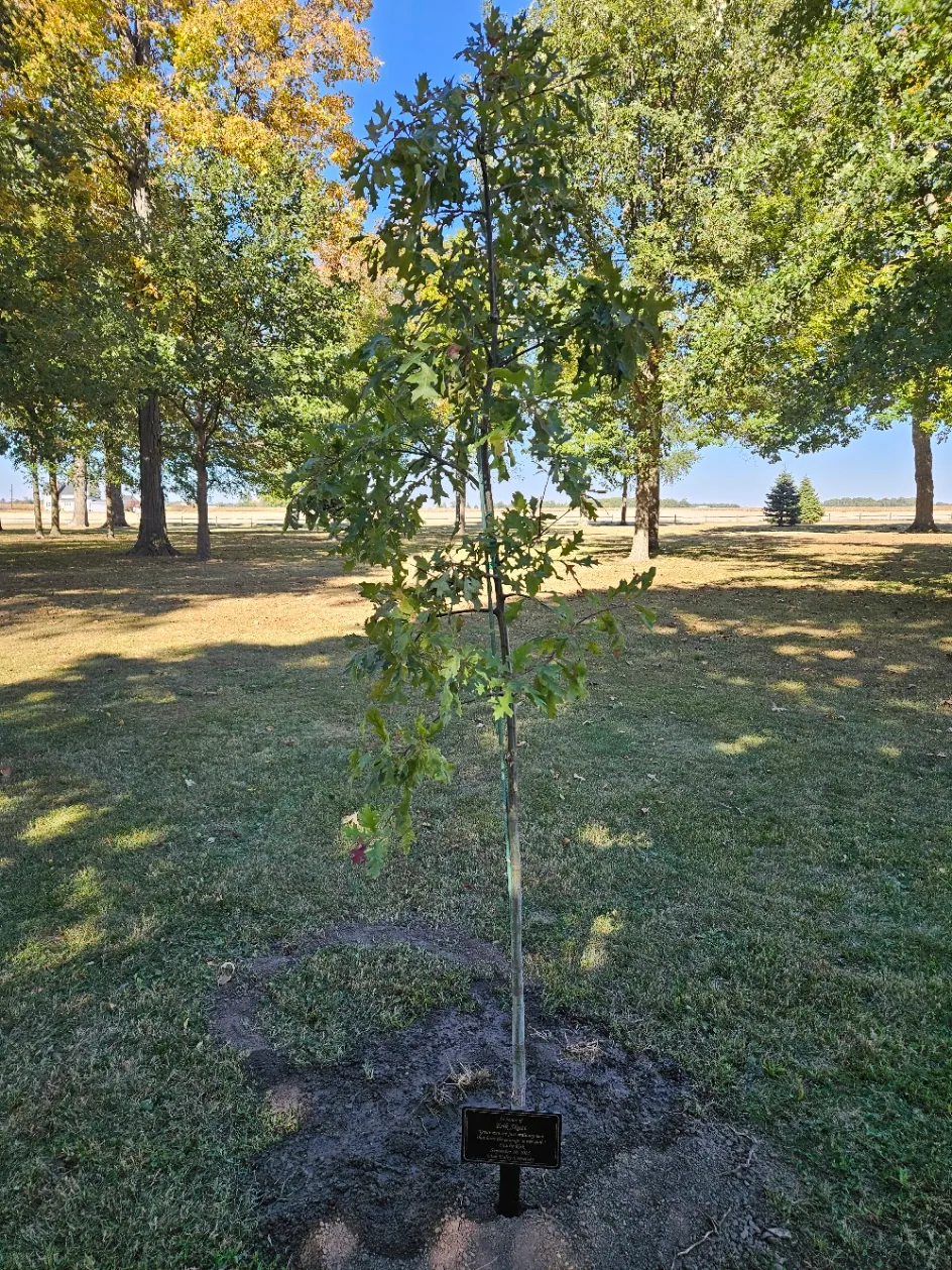 A newly planted young oak, staked in fresh soil at the edge of the property, with a memorial plaque at its base.